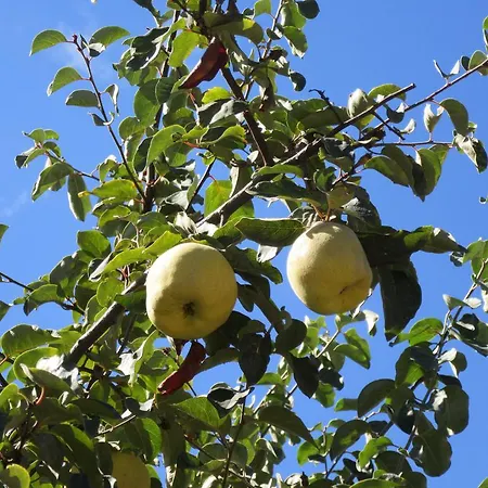 Rural Camino Beturia Country house